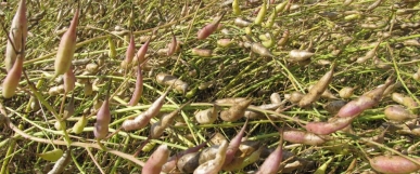 Kviečiame išskirtinėmis sąlygomis  auginti pašarinius (aliejinius) ridikus sėklai