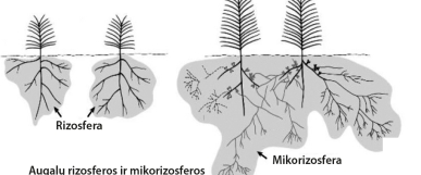 Mikorizinių grybų svarba augalams