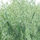 avizos_apkirpta_burnotis_svirsk_19_1754635099-3ac005686bf05fe56139ee5bf2a6823a.jpg